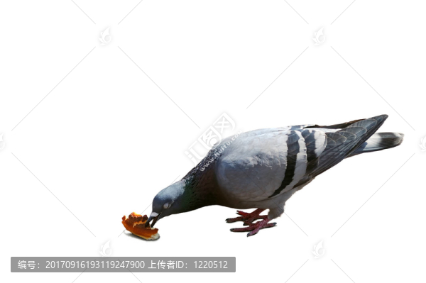 鴿子和面包