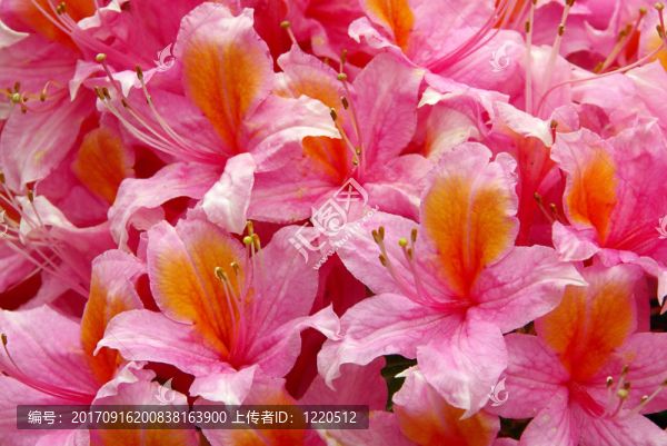 杜鵑花05
