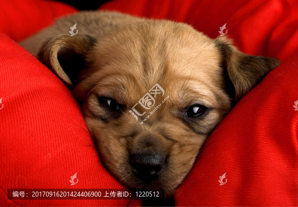 動物