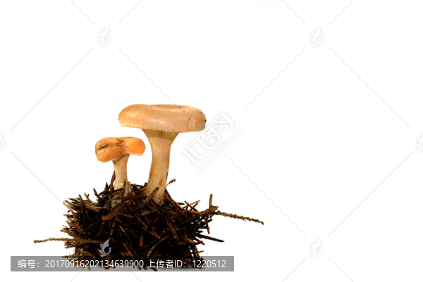 蘑菇