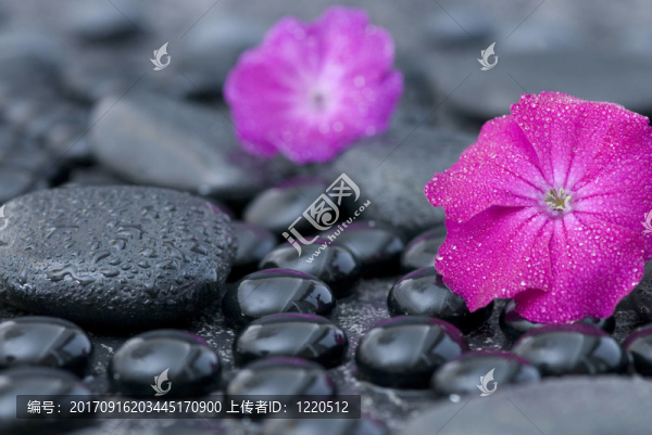 花卉