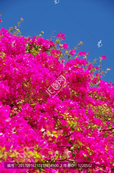 bougainvilla