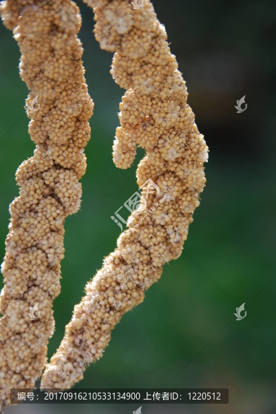谷子（Setaria,italica）