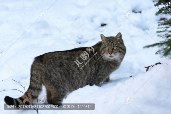 野貓