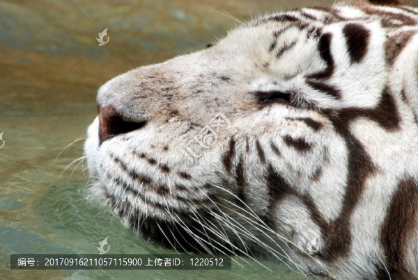 老虎去游泳。
