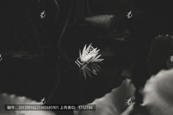 蓮花