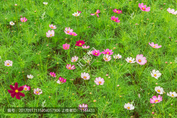 格?；? title=