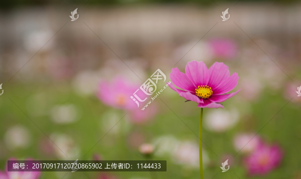 格?；? title=