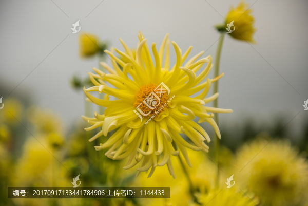 大麗花