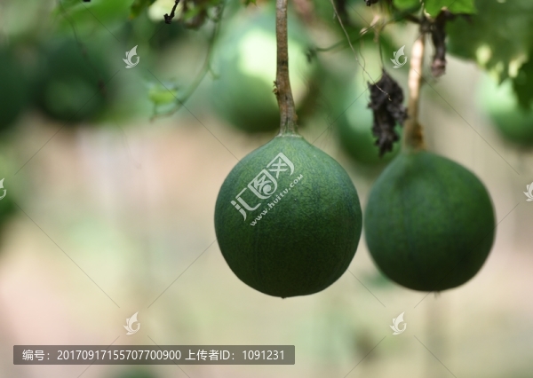 瓜簍,藥瓜,野瓜,吊瓜,野葫蘆