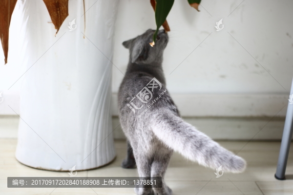 藍貓