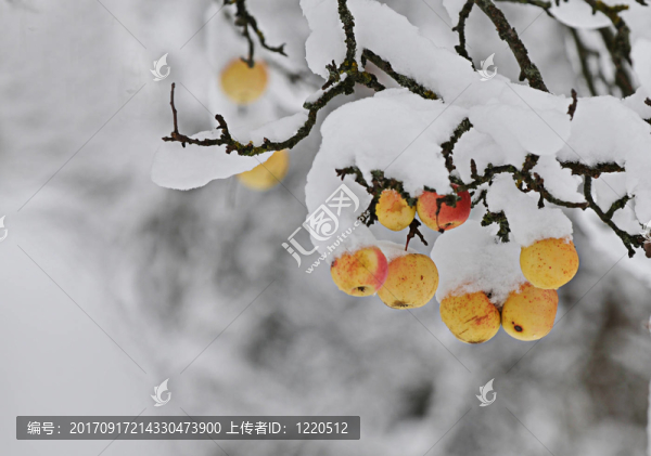 晚年份