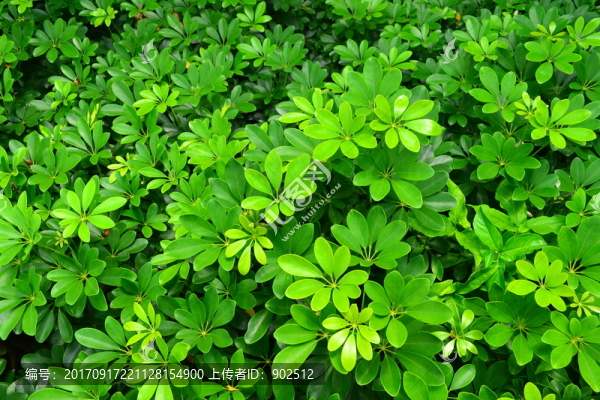 綠色植物背景