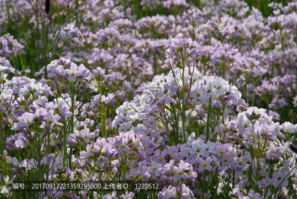 杜鵑花杜鵑花01