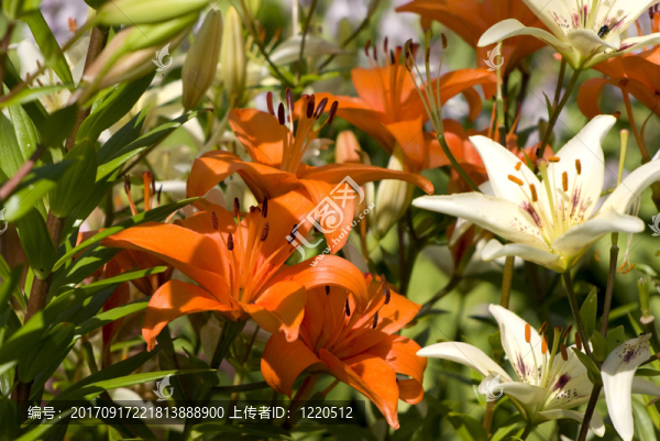 花卉