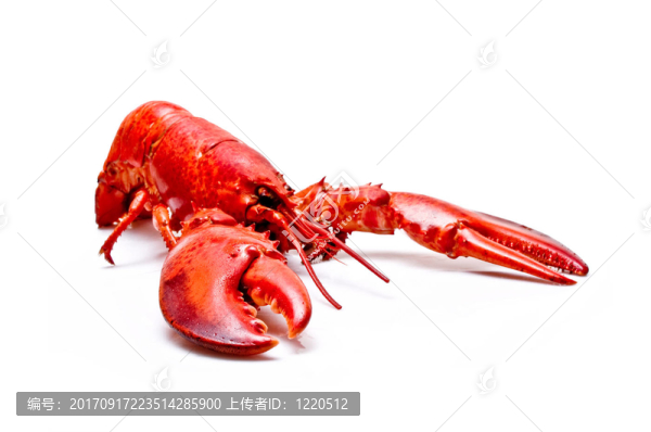 龍蝦