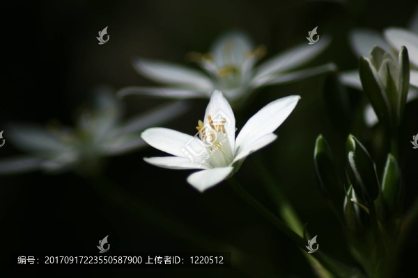雄蕊