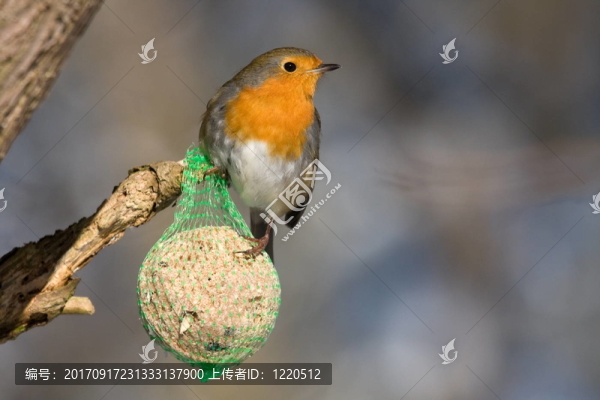 羅賓