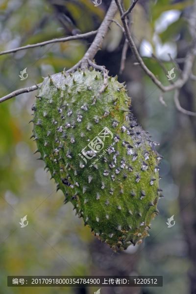 榴蓮，榴蓮zibenthus