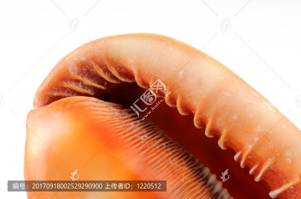 黑醋栗蟻