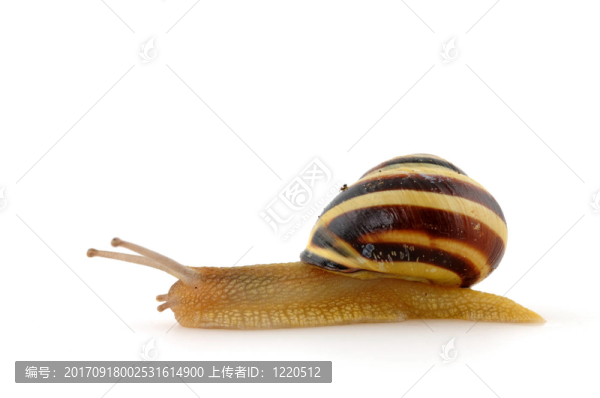 蝸牛