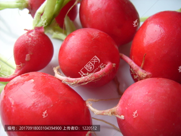 蘿卜，蘿卜