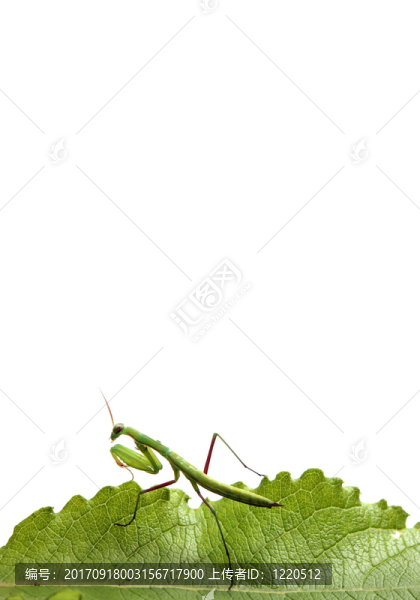 昆蟲