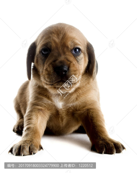 動物