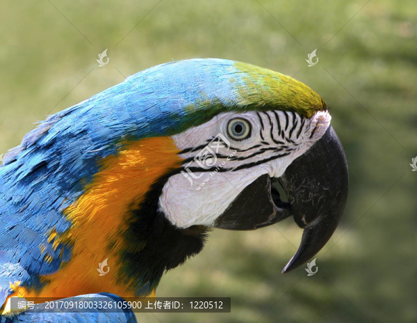 動物