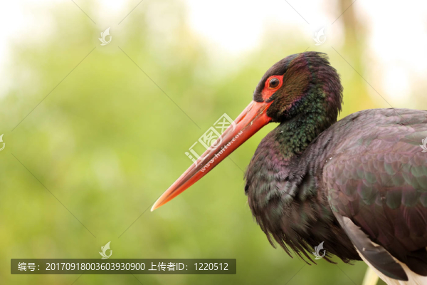 動(dòng)物