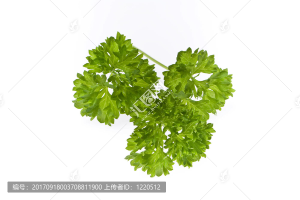 綠色的香菜