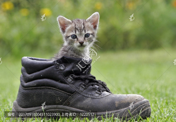 動物