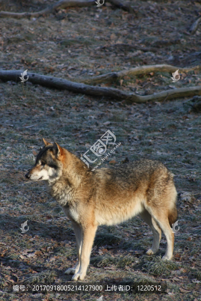 狗