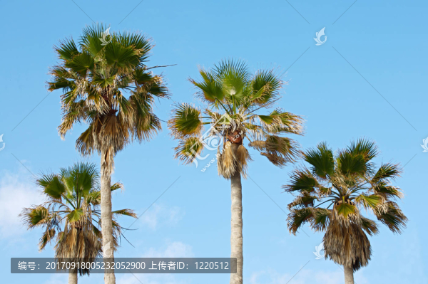 棕櫚樹