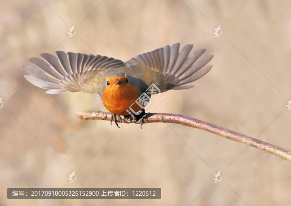 帶翅膀的知更鳥
