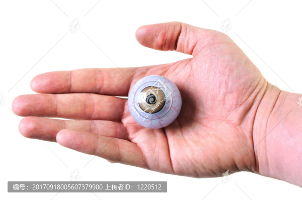 眼器官