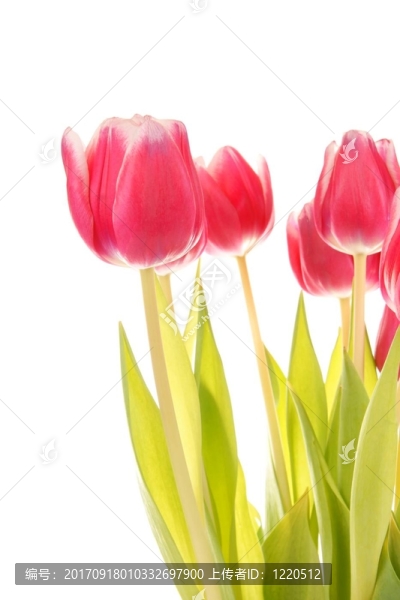 tulpenstrau？