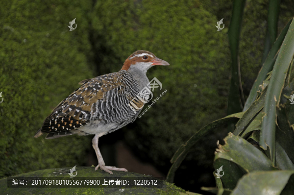 樹