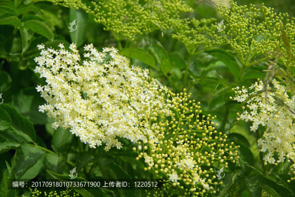 接骨木花-接骨木花03