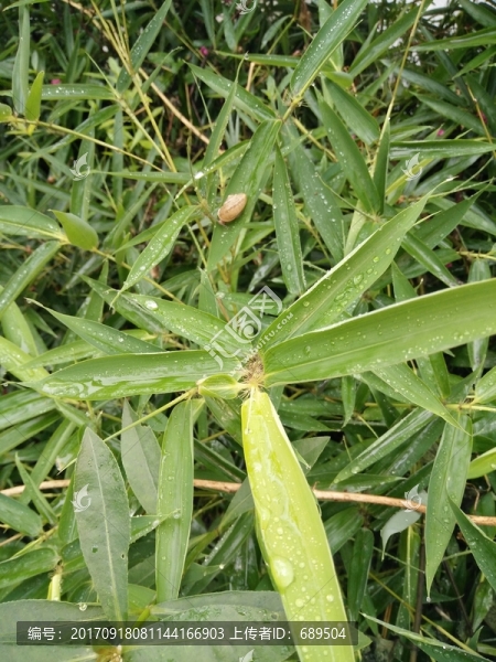 蝸牛