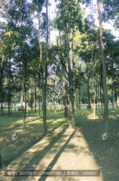 樹(shù)林