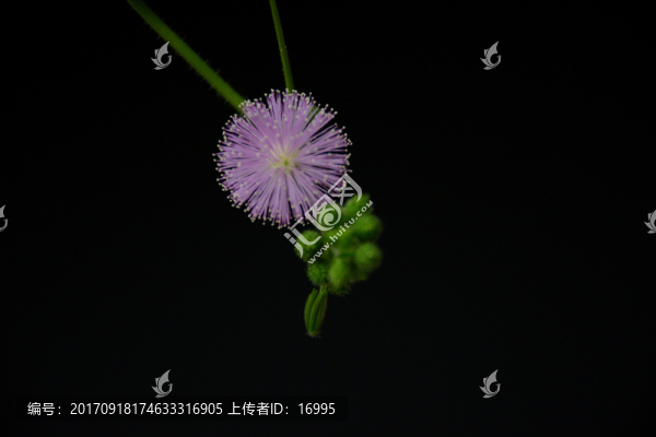 含羞草