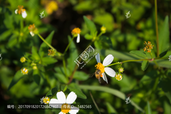 蜜蜂采蜜,鬼針草白花