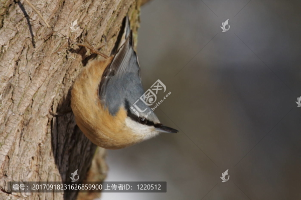 鳾