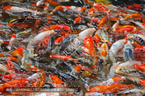 魚