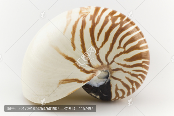 鸚鵡螺
