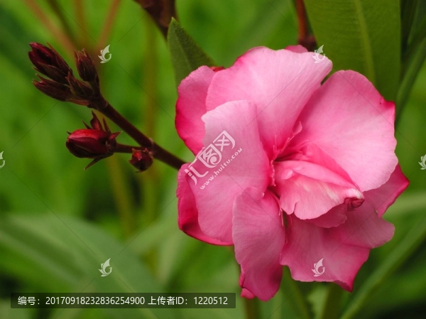 花卉