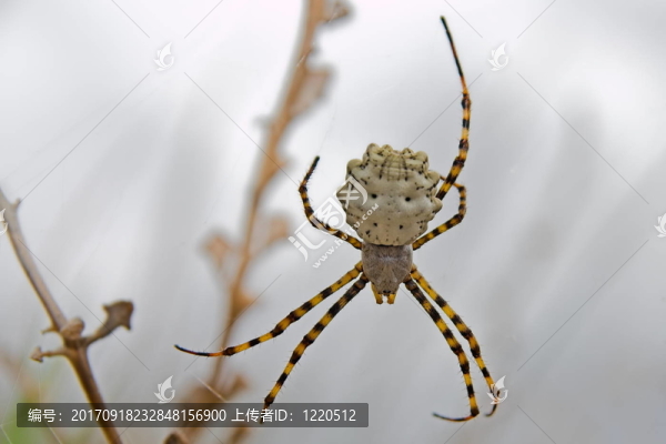 zebraspinne