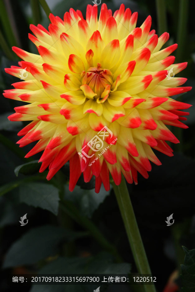 大麗花（Dahlia）