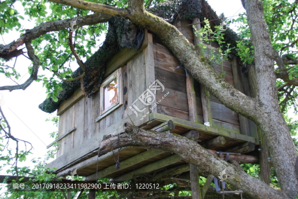 樹屋